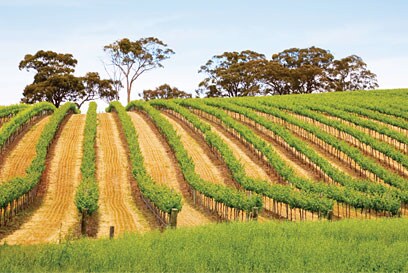 Wine Zone