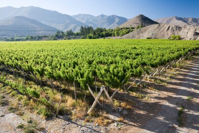 Wine Zone