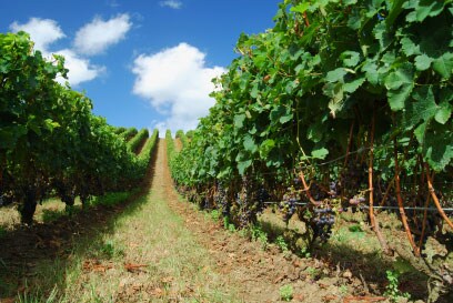 Wine Zone