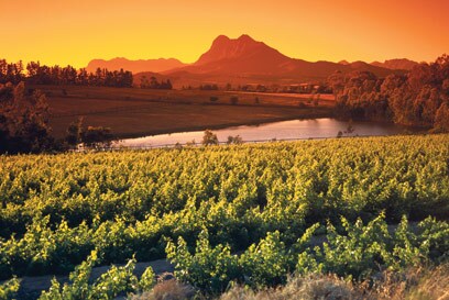 Wine Zone