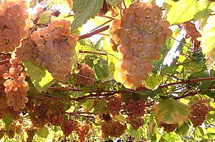 Wine Zone