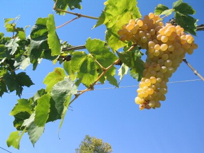 Wine Zone
