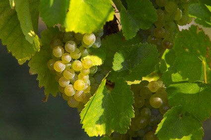 Wine Zone