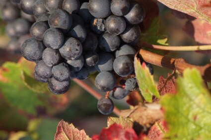 Wine Zone
