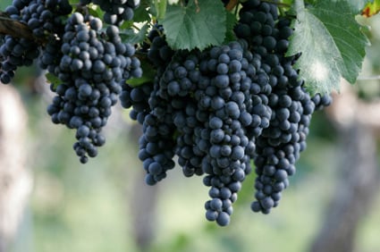 Wine Zone