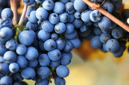 Wine Zone
