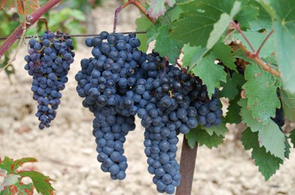 Wine Zone