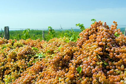 Wine Zone