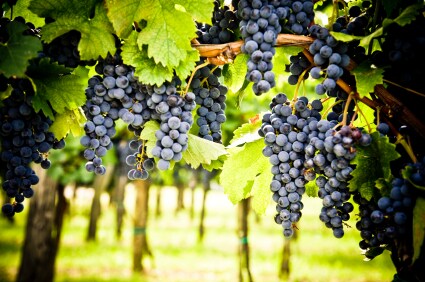 Wine Zone