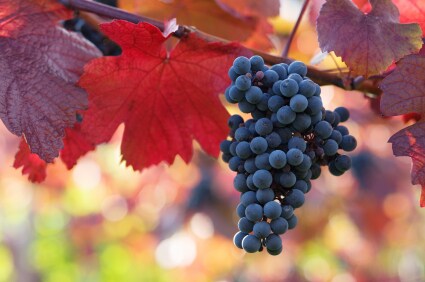 Wine Zone